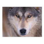 gray wolf, Canis lupus, close up of eyes in Post Cards
