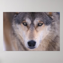 gray wolf, Canis lupus, close up of eyes in