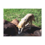 Gray Wolf Gallery Wrapped Canvas Gray Wolf Gallery Wrapped Canvas