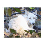 Gray Wolf Canvas Stretched Canvas Prints Gray Wolf Canvas Stretched Canvas Prints
