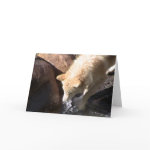 Gray Wolf card