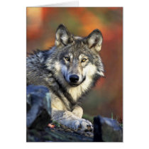 Gray wolf greeting card