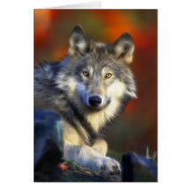 Gray Wolf, Endangered Species Digital Photography Greeting Card