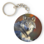 Gray Wolf, Endangered Species Digital Photography Keychain