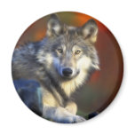 Gray Wolf, Endangered Species Digital Photography Refrigerator Magnets