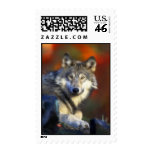 Gray Wolf, Endangered Species Digital Photography Postage Stamps