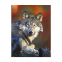 Gray Wolf, Endangered Species Digital Photography postcards by KahunaLuna Gray Wolf, Endangered Species Digital Photography postcards