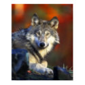 Gray Wolf, Endangered Species Digital Photography posters by KahunaLuna Gray Wolf, Endangered Species Digital Photography posters