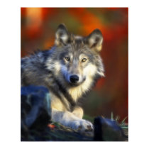 Gray Wolf, Endangered Species Digital Photography posters