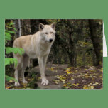 Gray Wolf in the Wild cards