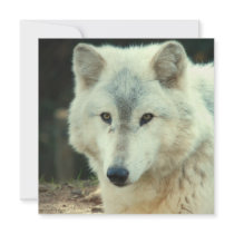 Gray Wolf Invitation