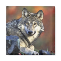 Gray wolf fridge magnet