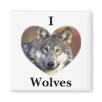 Gray Wolf Magnet