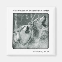 Gray Wolf Magnet magnets