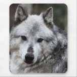 Gray Wolf mousepads