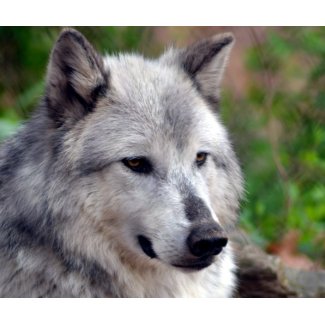 Gray Wolf Pose-168 zazzle_mousepad