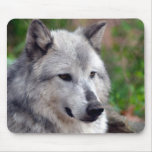 Gray Wolf Pose-168 Mouse Pads Gray Wolf Pose-168 Mouse Pads
