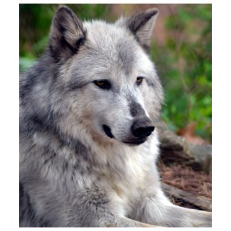Gray Wolf Pose-168 zazzle_shirt