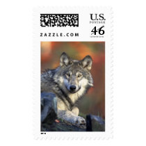 Gray Wolf postage