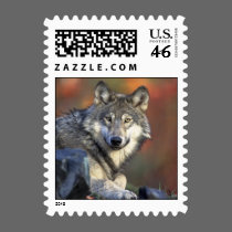 Gray Wolf postage
