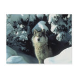 Gray Wolf Postcard