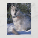 Gray Wolf postcard