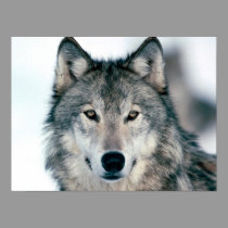 Gray Wolf posters