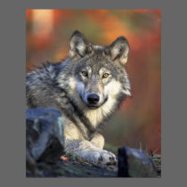 Gray Wolf posters