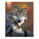 Gray Wolf posters by beverlytazangel Gray Wolf posters