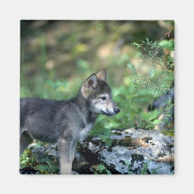 Gray Wolf-small pup in green woods Refrigerator Magnets