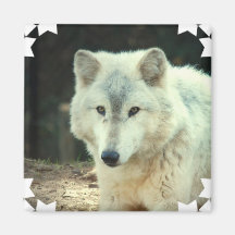 Gray Wolf Square Magnet