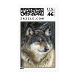 Gray Wolf Stamp