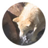 Gray Wolf sticker