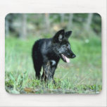Gray Wolf-summer-(black-phase) cub Mousepad