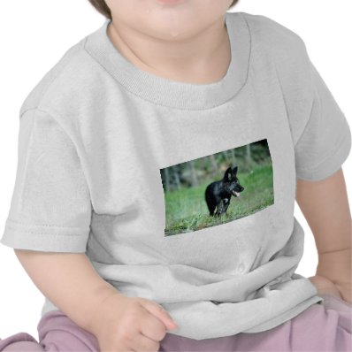 Gray Wolf-summer-(black-phase) cub Tee Shirts