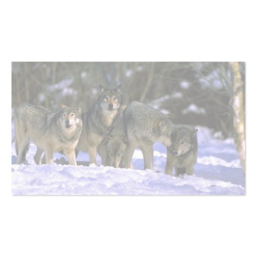 Gray Wolves-pack at edge of snowy forest Business Card Templates (back side)