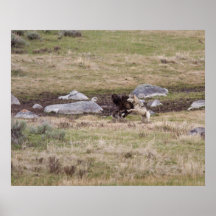 Gray Wolves Playing Poster