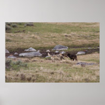 Gray Wolves Playing Posters