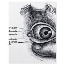 Gray's Anatomy — eyeball flyers