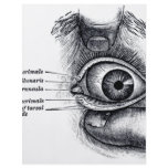 Gray's Anatomy — eyeball flyers