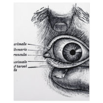 Gray's Anatomy — eyeball Letterhead