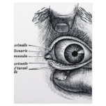 Gray's Anatomy — eyeball Letterhead
