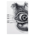 Gray's Anatomy — eyeball Stationery