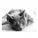 Grayscale Cat posters by iiiyaaa Grayscale Cat posters