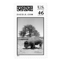 Grazaing Bison postage