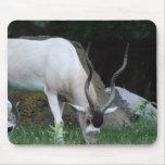 Grazing Addax Mouse Pad