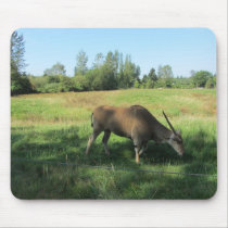 Grazing Antelope mousepads