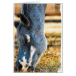 Grazing Appaloosa Horse Greeting Card