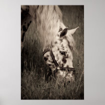 Grazing Beauty Posters