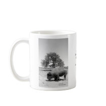 Grazing Bison mugs